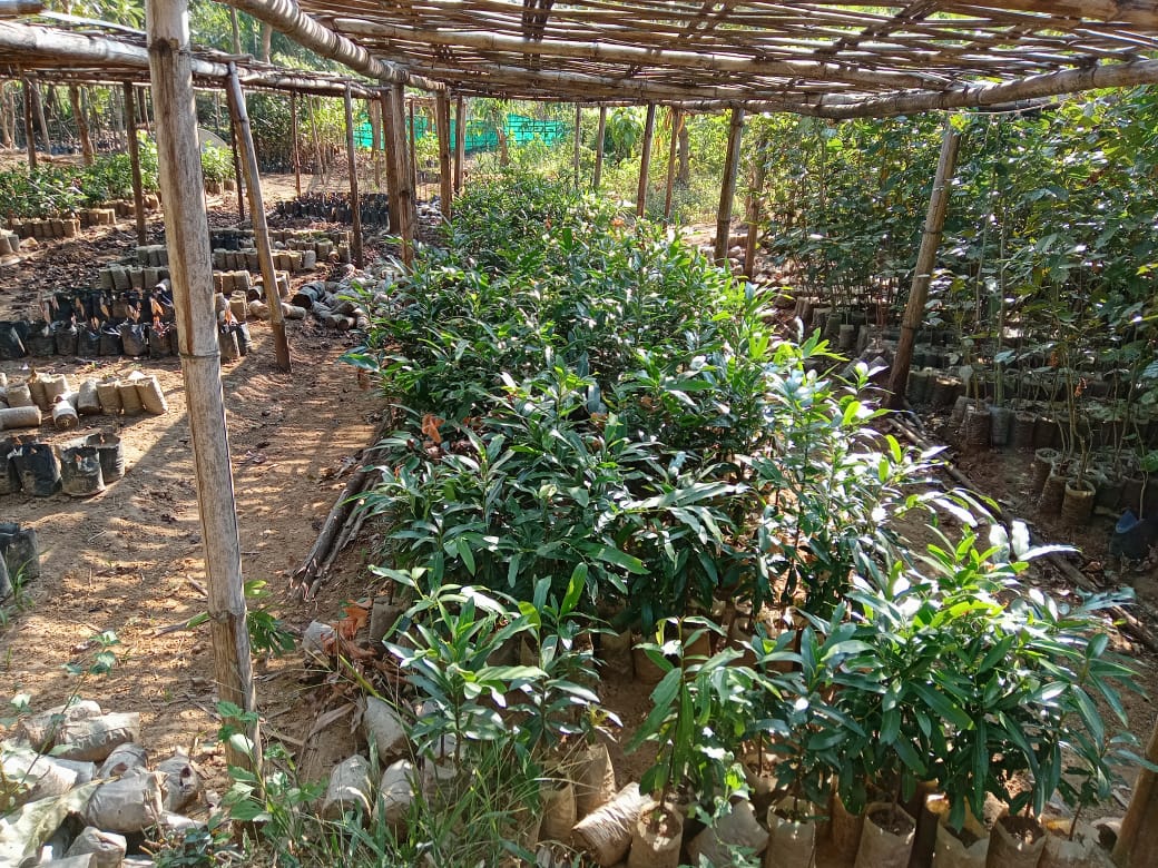 C:\Users\user\Downloads\Viilage insection photo\Dalu Block\Rimrangpara picture as on 14th Dec 2021\community nursery at rimrangpara.jpg
